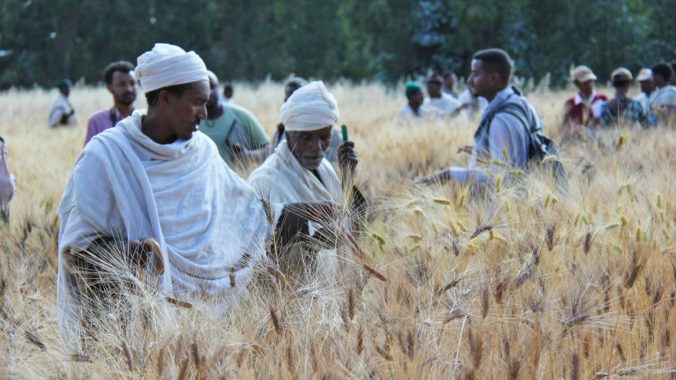 Ethiopia_Wheat_23496722552_5868e72816_k_web