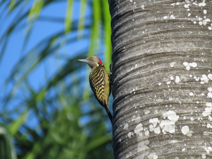 Hispaniolan Woodpecker by Seth Inman - La Paz Group