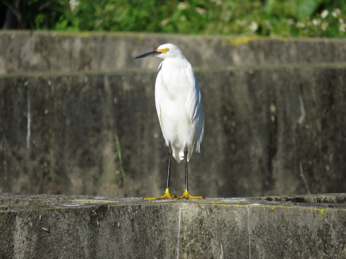 Snowy Egret by Seth Inman - La Paz Group