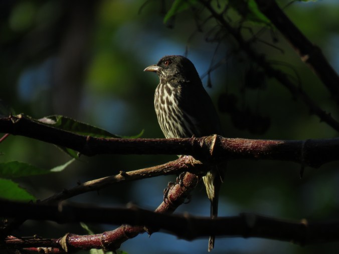 Palmchat by Seth Inman - La Paz Group