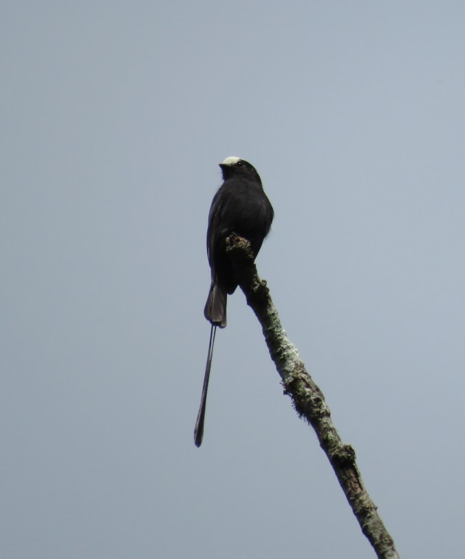 Long-tailed Tyrant by James Zainaldin - La Paz Group