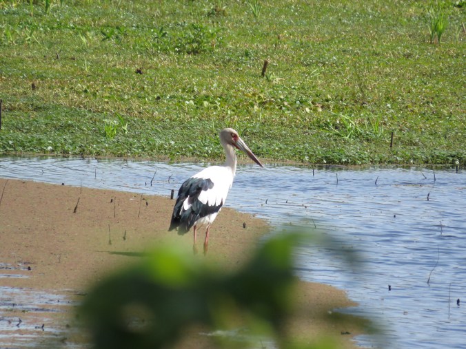 Maguari Stork by James Zainaldin - La Paz Group