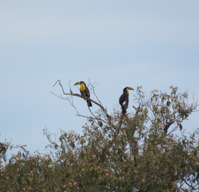 Red-breasted Toucan by James Zainaldin - La Paz Group
