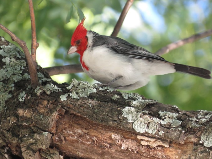 Red-crested Cardinal by James Zainaldin - La Paz Group