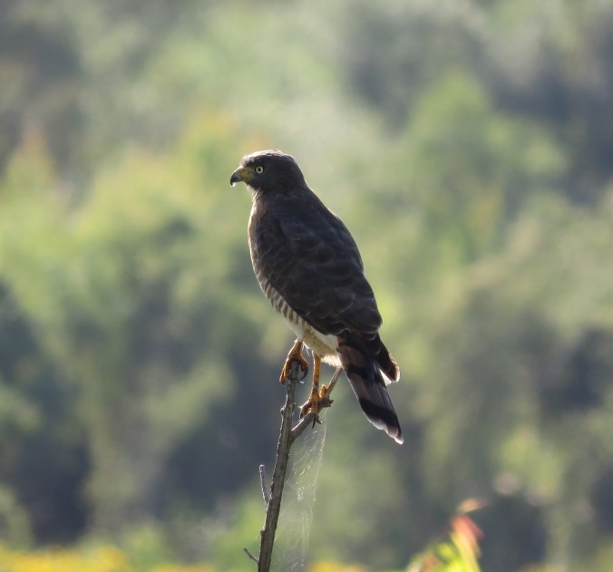 Roadside Hawk by James Zainaldin - La Paz Group
