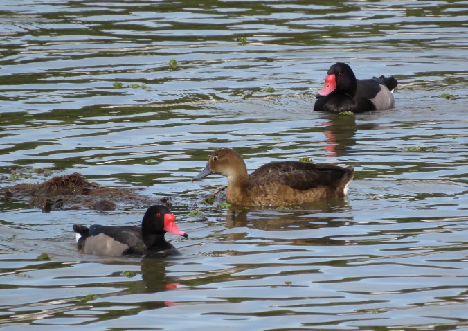 Rosy-billed Pochard by James Zainaldin - La Paz Group