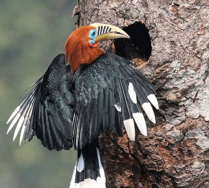Rufous-necked Hornbill by Gururaj Moorching - La Paz Group