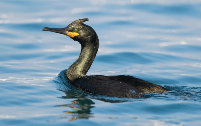European Shag by Leander Khil - La Paz Group