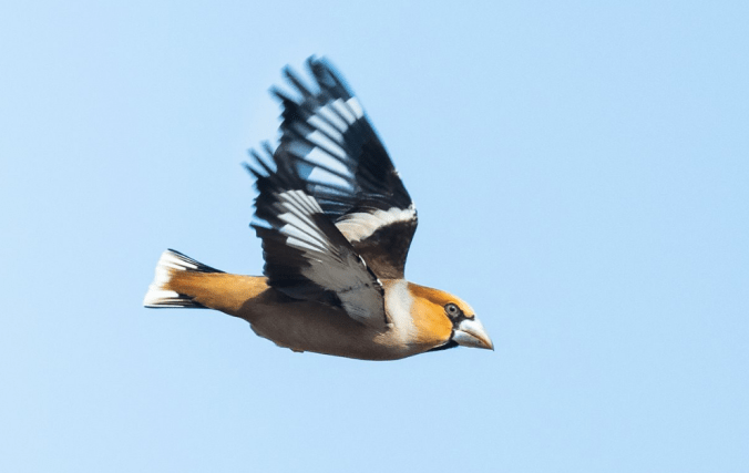 Grosbeak by Leander Khil - La Paz Group