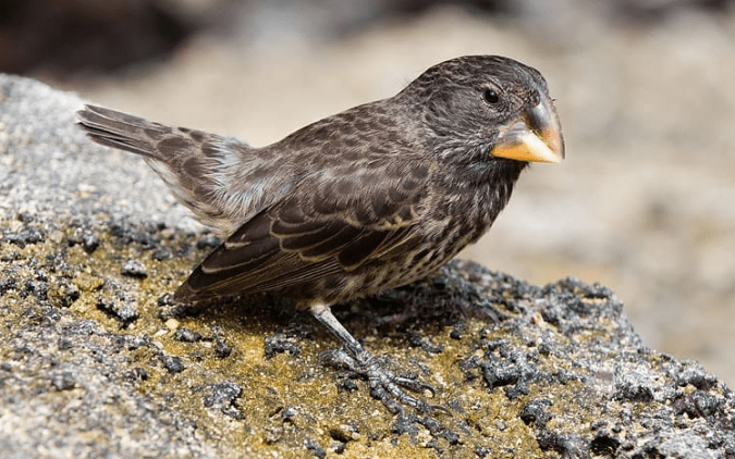 Large Ground Finch by Leander Khil - La Paz Group
