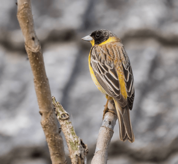 Black-headed Bunting by Leander Khil - La Paz Group