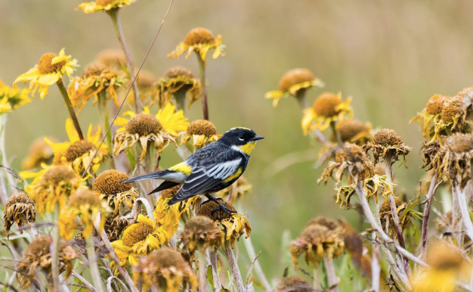 Goldman's Warbler by Leander Khil - La Paz Group