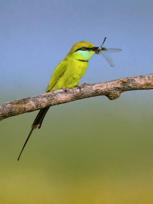 Green Bee-Eater by Ramesh Desai - La Paz Group
