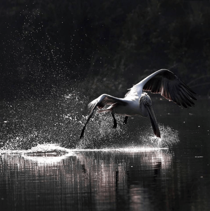 Spot-billed Pelican by Gururaj Moorching - La Paz Group