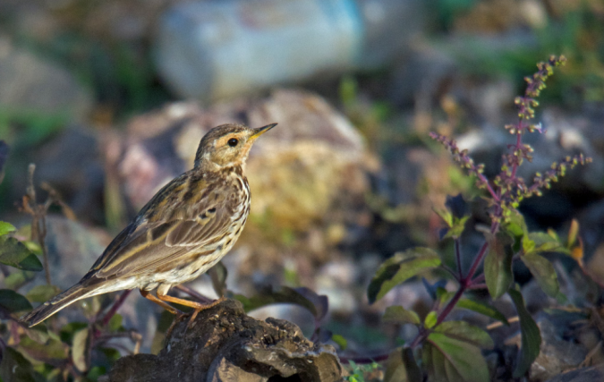 Red-throated Pipit by Puneet Dhar - La Paz Group