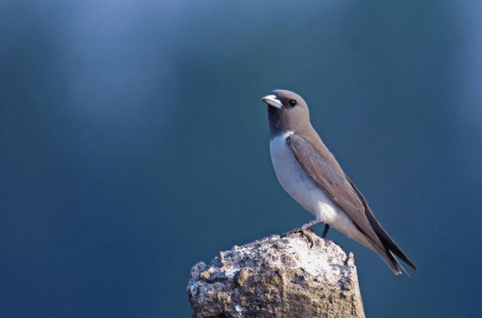 White-breasted Woodswallow by Puneet Dhar - La Paz Group