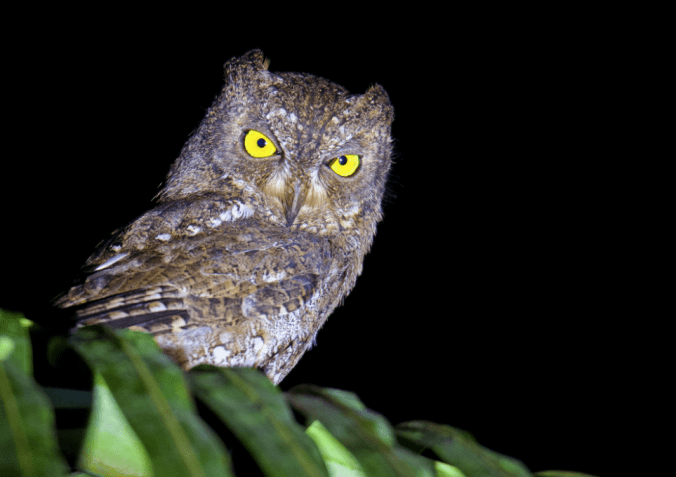 Walden's Scops Owl by Puneet Dhar - La Paz Group