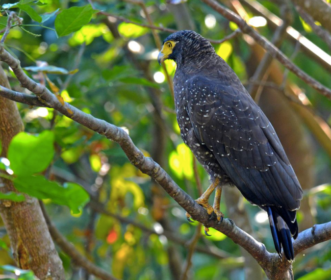 Andaman Serpent Eagle by Puneet Dhar - La Paz Group