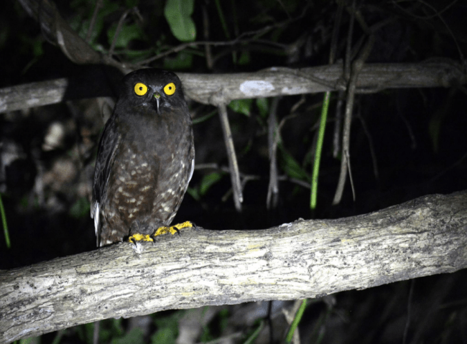 Hume's Hawk-Owl by Puneet Dhar - La Paz Group