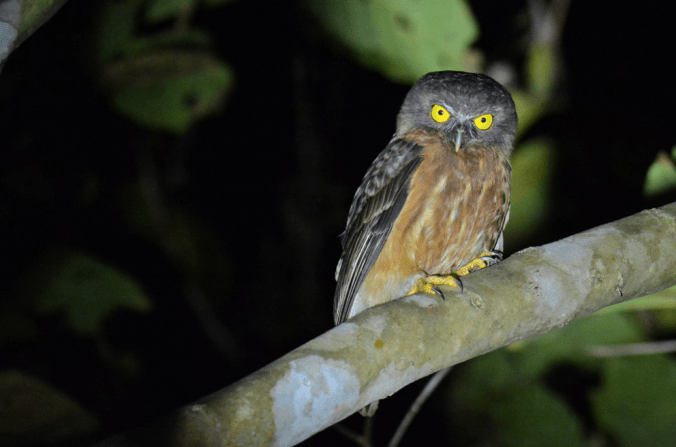 Andaman Hawk-Owl by Puneet Dhar - La Paz Group