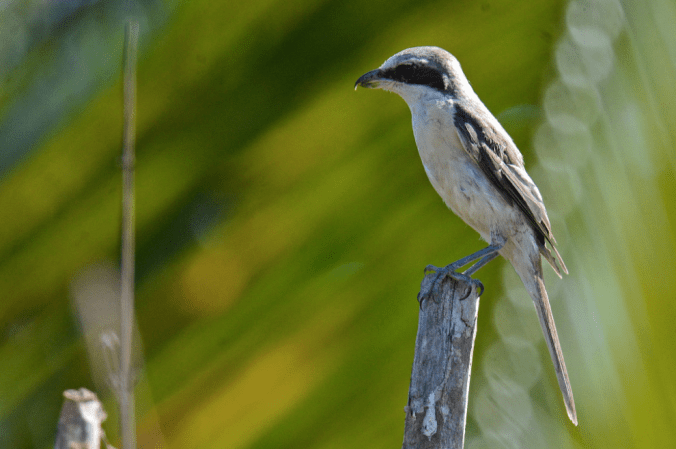 Brown Shrike by Puneet Dhar - La Paz Group