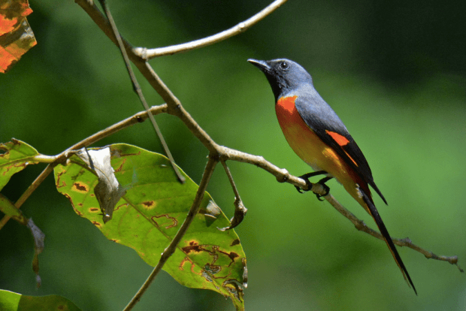 Small Minivet by Puneet Dhar - La Paz Group