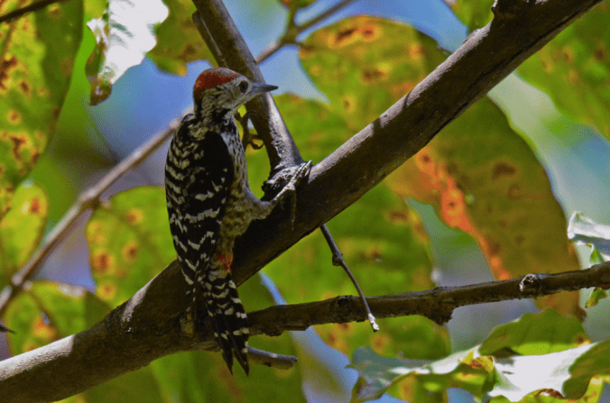 Freckle-breasted Woodpecker by Puneet Dhar - La Paz Group
