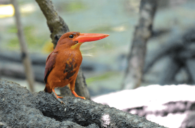 Ruddy Kingfisher by Puneet Dhar - La Paz Group