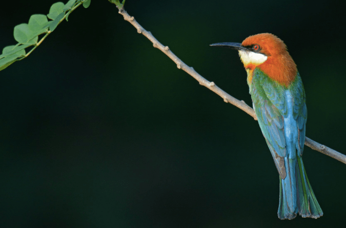 Chestnut-headed Bee-eater by Puneet Dhar - La Paz Group