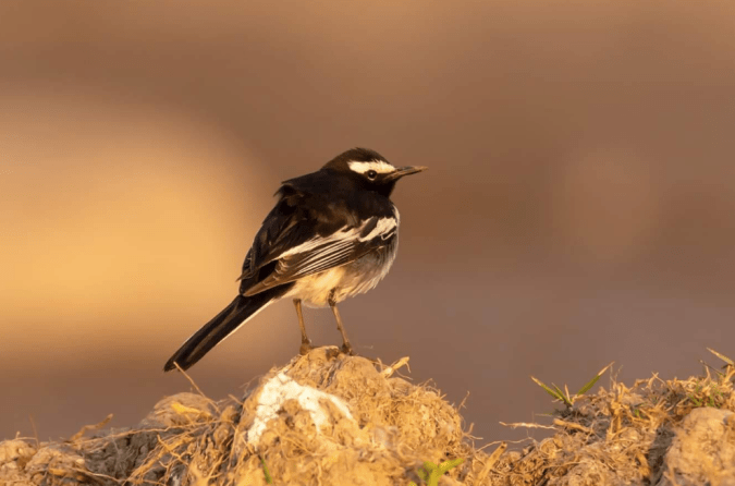 White-browed Wagtail by Ramesh Desai - La Paz Group