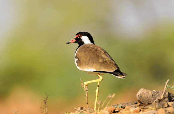 Red-wattled Lapwing by Ramesh Desai - La Paz Group