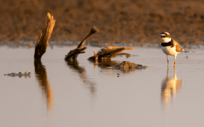 Little-ringed Plover by Ramesh Desai - La Paz Group