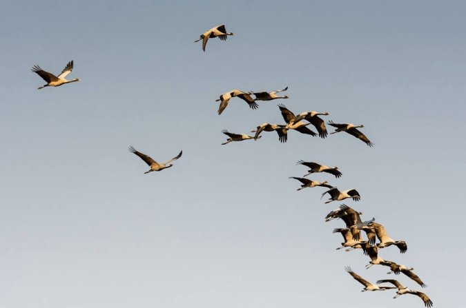 Demoiselle Cranes by Ramesh Desai - La Paz Group