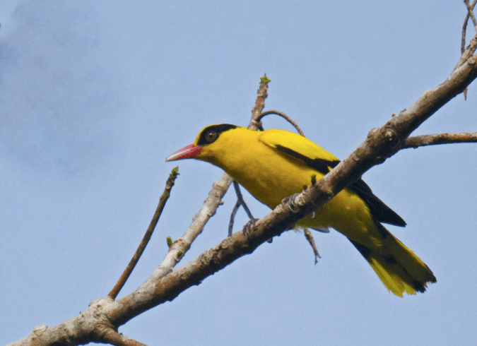 Black-naped Oriole by Puneet Dhar - La Paz Group