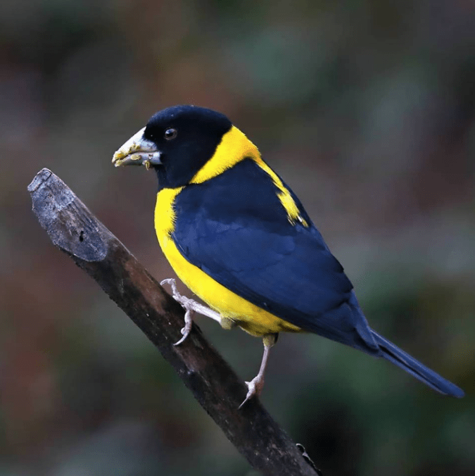 Collared Grosbeak by Gururaj Moorching - La Paz Group