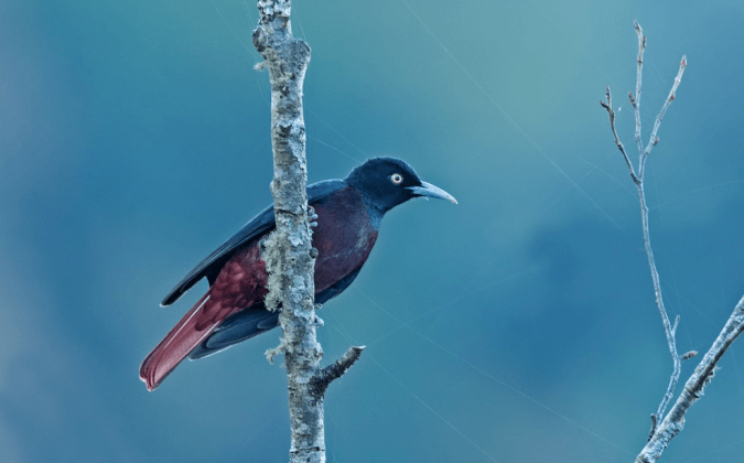 Maroon Oriole by Dr. Eash Hoskote - La Paz Group