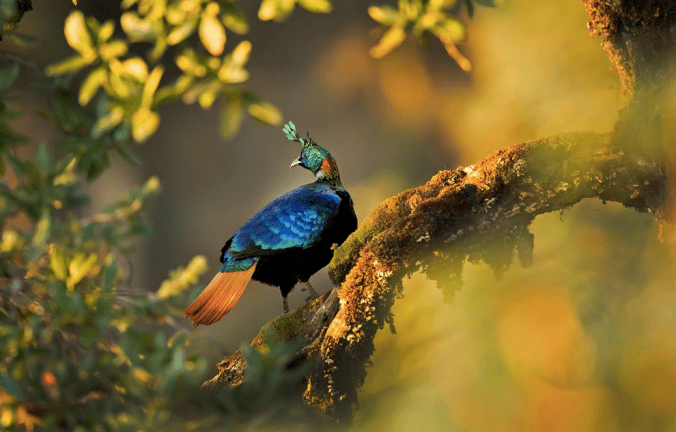 Himalayan Monal by Dr. Eash Hoskote - La Paz Group