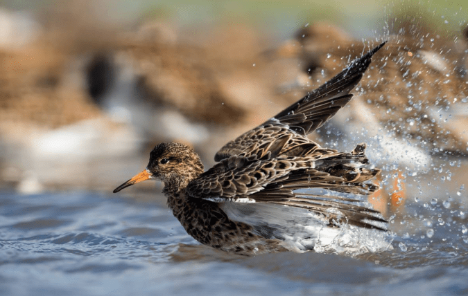 Ruff by Leander Khil - La Paz Group