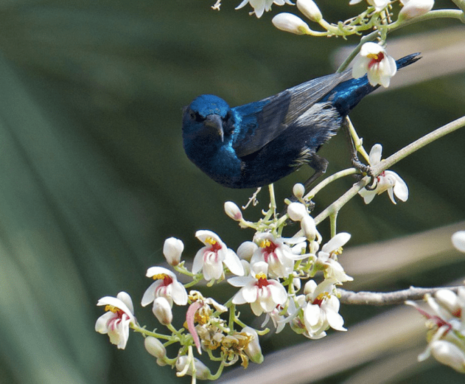 Purple Sunbird by Puneet Dhar - La Paz Group