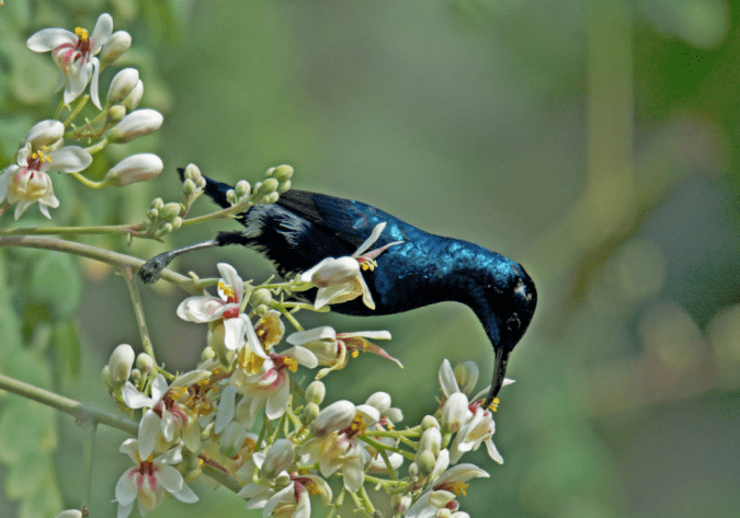 Purple Sunbird by Puneet Dhar - La Paz Group