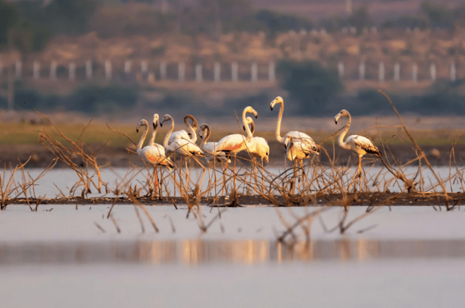 Greater Flamingo by Ramesh Desai - La Paz Group