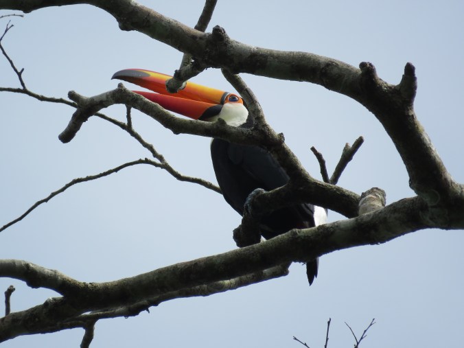Toco Toucan by James Zainaldin - La Paz Group