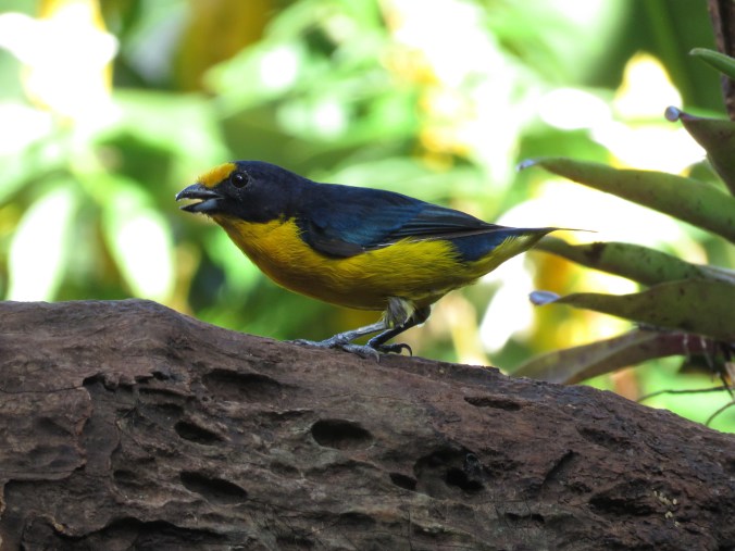 Violaceous Euphonia by James Zainaldin - La Paz Group