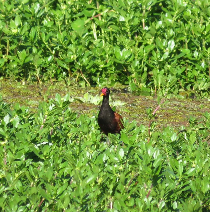 Wattled Jacana by James Zainaldin - La Paz Group
