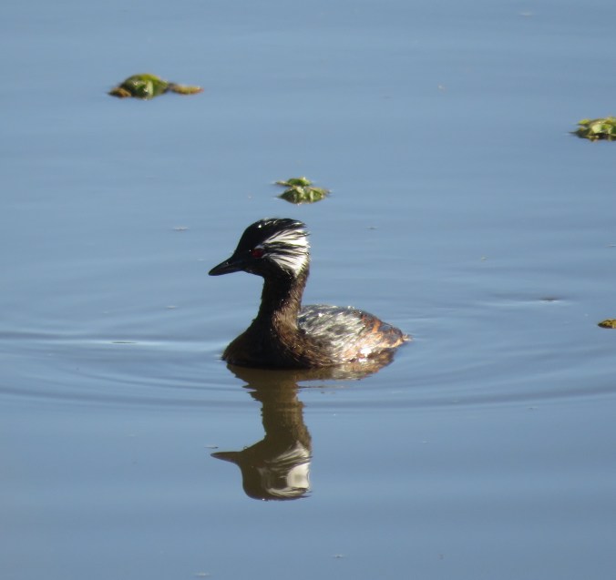 White-tufted Grebe by James Zainaldin - La Paz Group