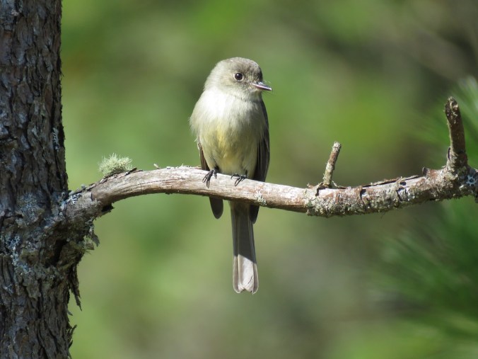 Hispaniolan Pewee by Seth Inman - La Paz Group