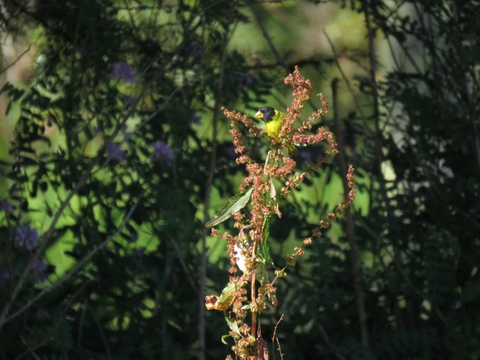 Antillean Siskin by Seth Inman - La Paz Group