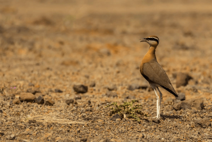 Indian Courser by Ramesh Desai - La Paz Group