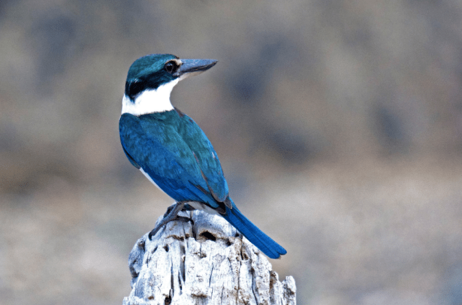 Collared Kingfisher by Puneet Dhar - La Paz Group