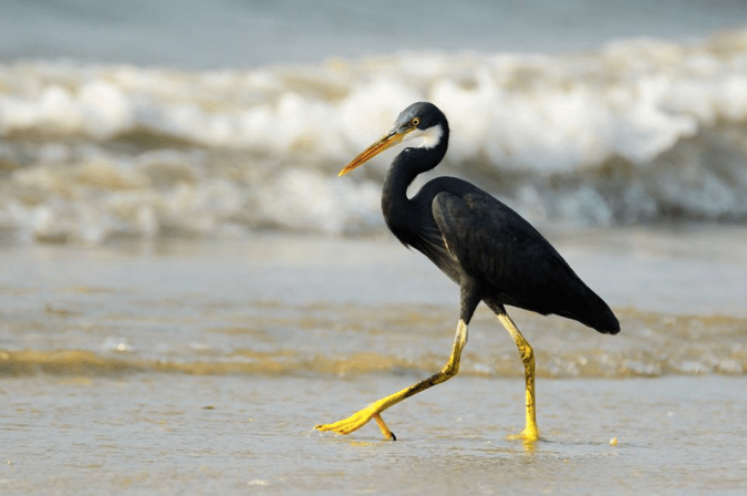 Western Reef Egret by Ramesh Desai - La Paz Group